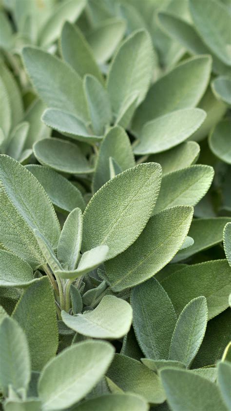 Green sage - What color is sage green? Sage Green is a green-gray color. Think of dried sage leaves – definitely green but with a bit of silver to it. Is sage green and mint green the same? These colors are similar, but mint is usually brighter while sage green has those gray undertones making it more subdued. The best sage …